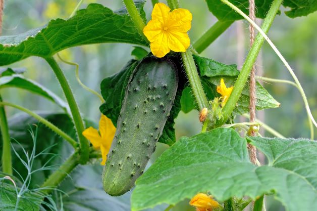 cucumber vine with fruit and flowers