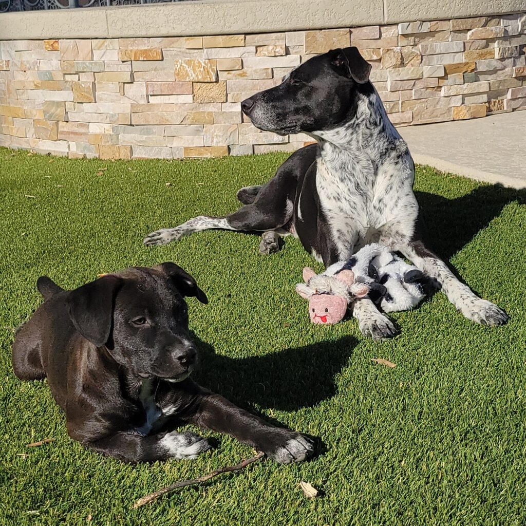 Garden Pups