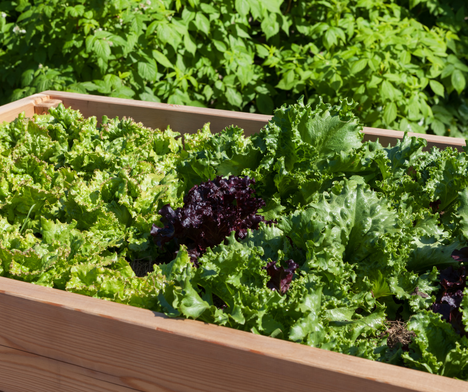 Red, green, and freckled leaf lettuce growing in a wood raised bed in a backyard garden.