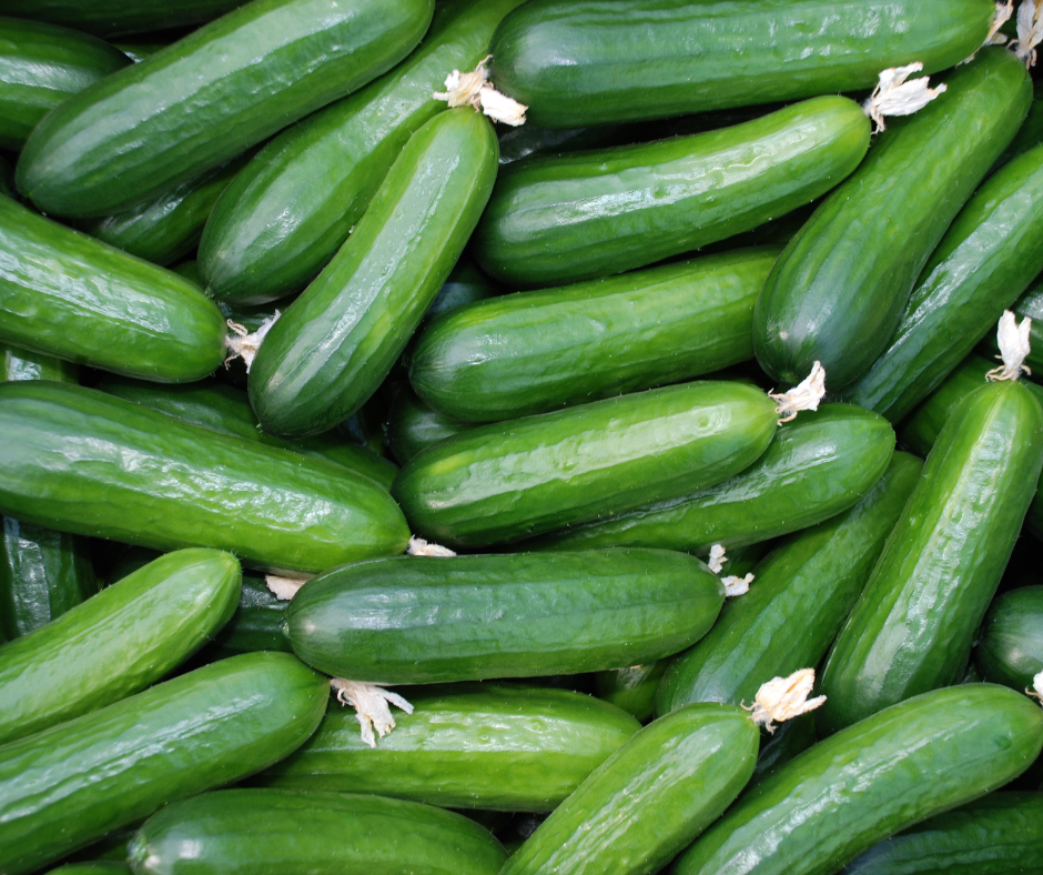 Freshly harvested pickling cucumbers.