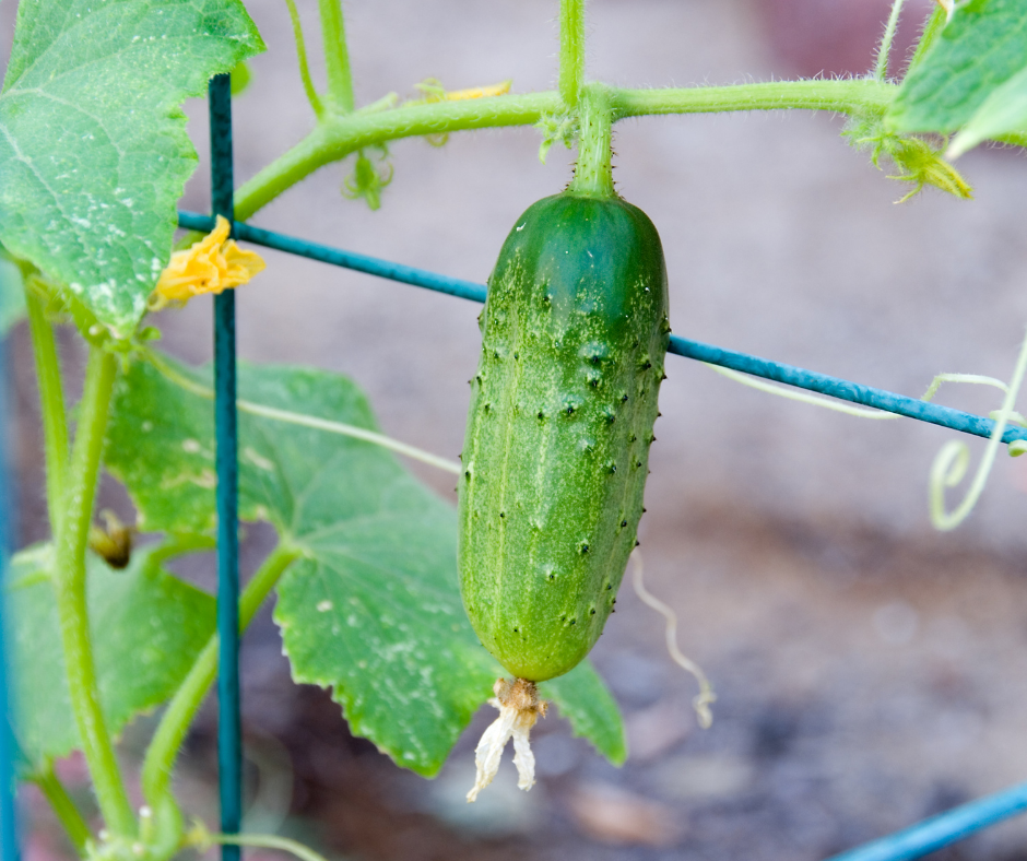 A cucumber plant growing on a trellis in a backyard garden.