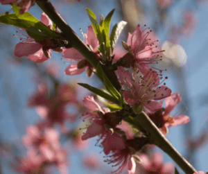 Gorgeous peach tree blossoms 