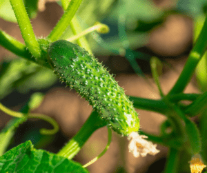 Young cucumber growing on the vine in a backyard garden.