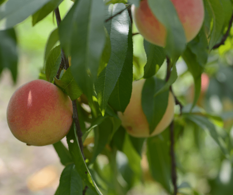 back yard peach tree with fruit