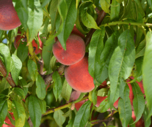 Cluster of peaches ripening on a tree.