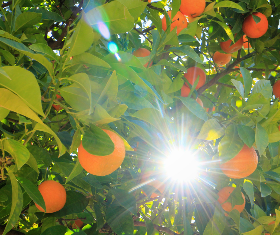 oranges can thrive in hot weather
