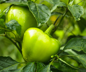 Green bell pepper ripening on the plant.