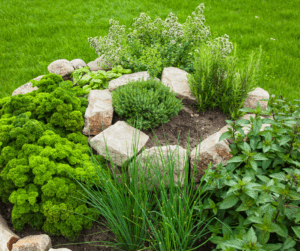 Herb spiral planted with rosemary, thyme, basil, parsley, chives and mint.