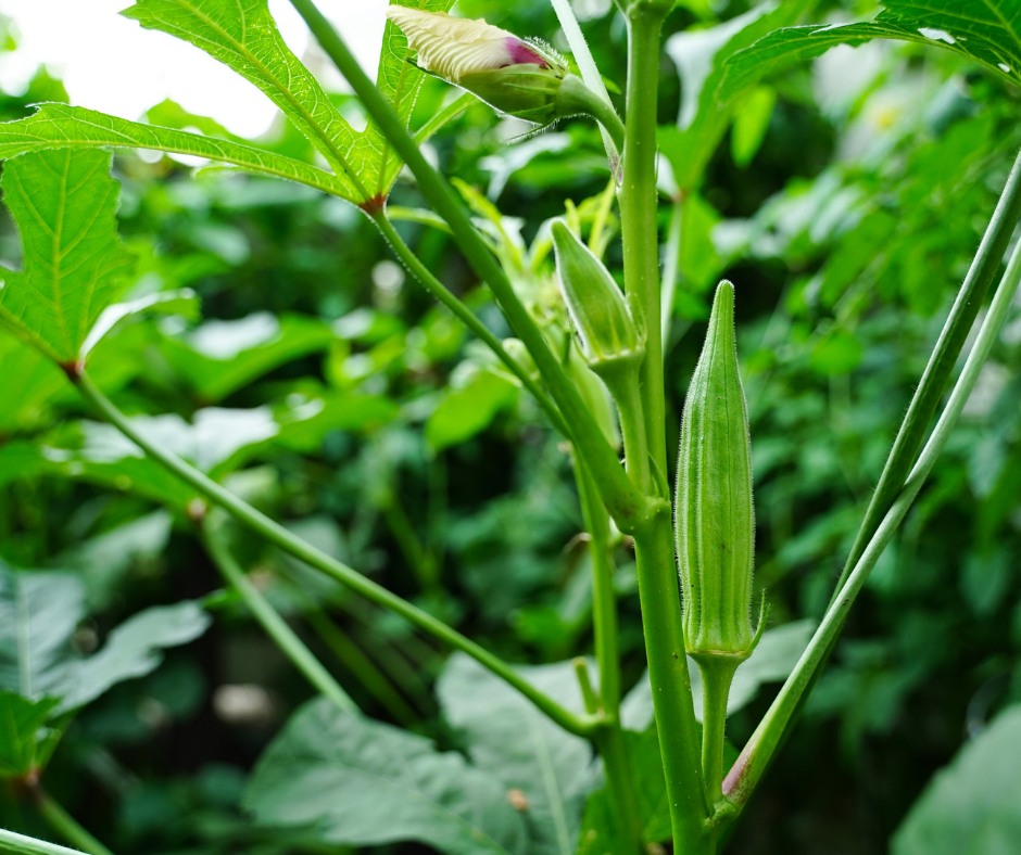 A healthy okra plant setting fruit.