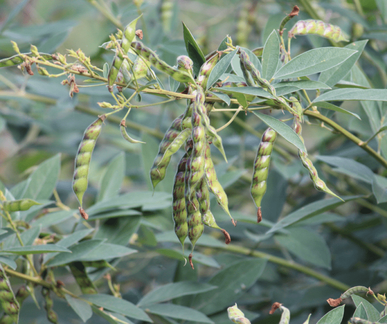 pigeon peas are fasting growing plants