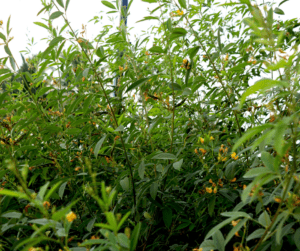 Pigeon pea plants are perfect for hot challenging locations.