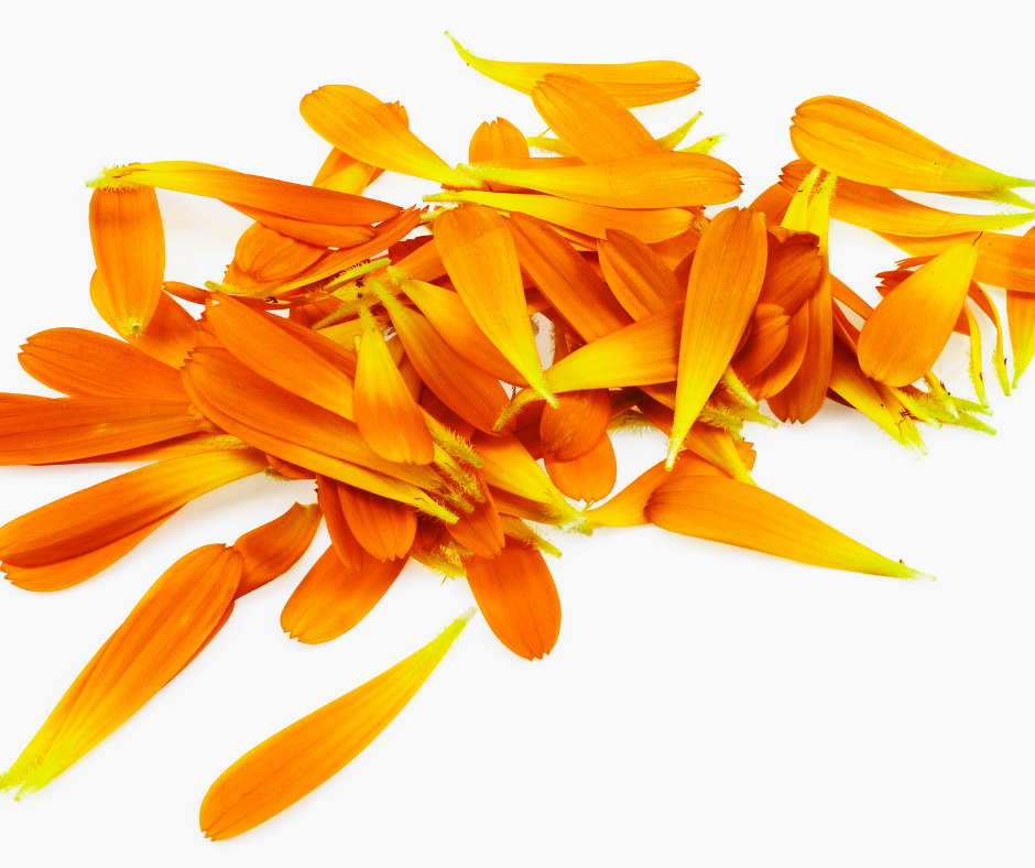 Calendula petals ready for drying or  a tasty fresh salad topping.