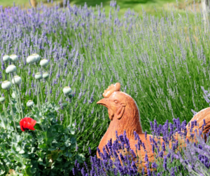 A calming clay hen statue in a field of lavender.