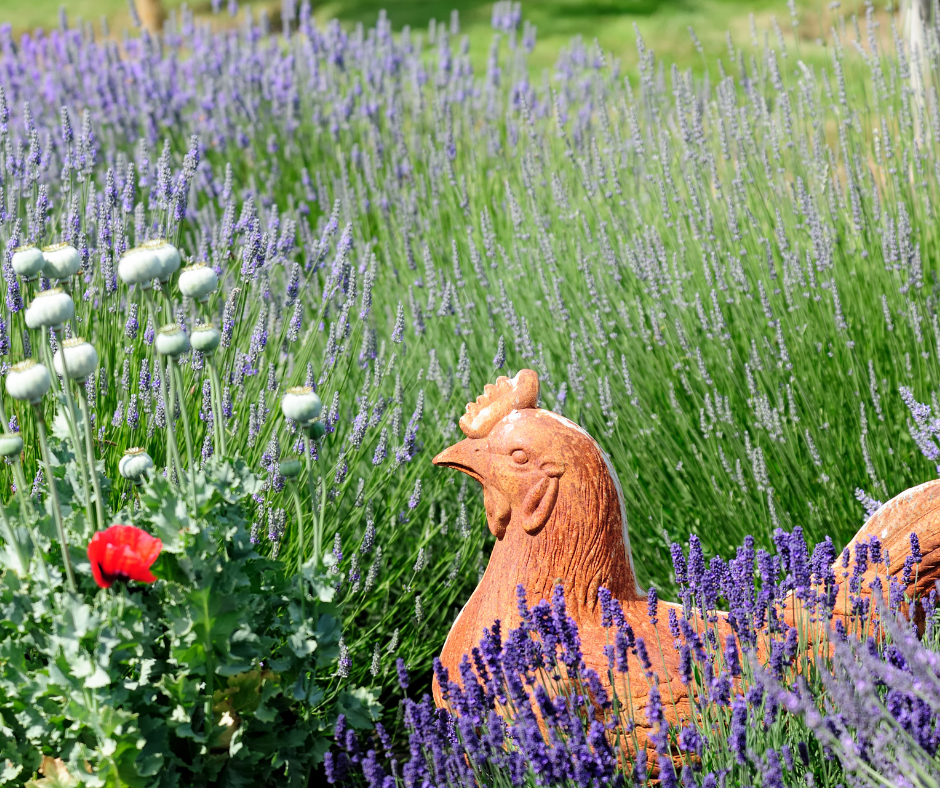 A calming clay hen statue in a field of lavender.