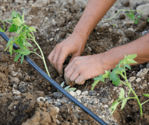 tomato seedlings being planted next to drip irrigation line