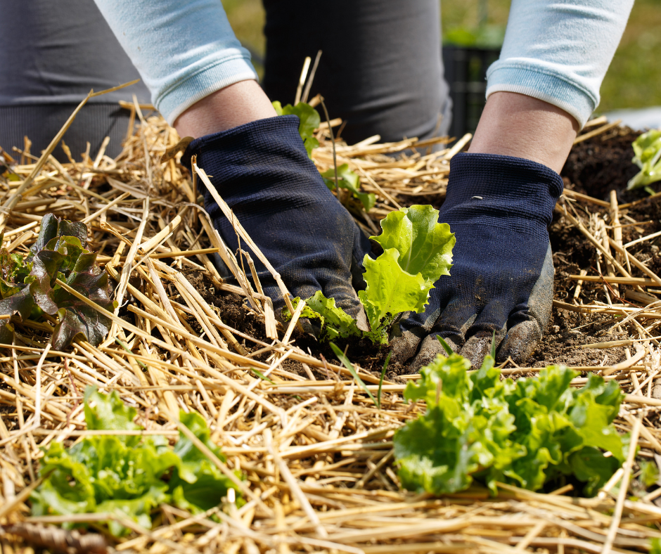 straw mulch is best for vegetable beds
