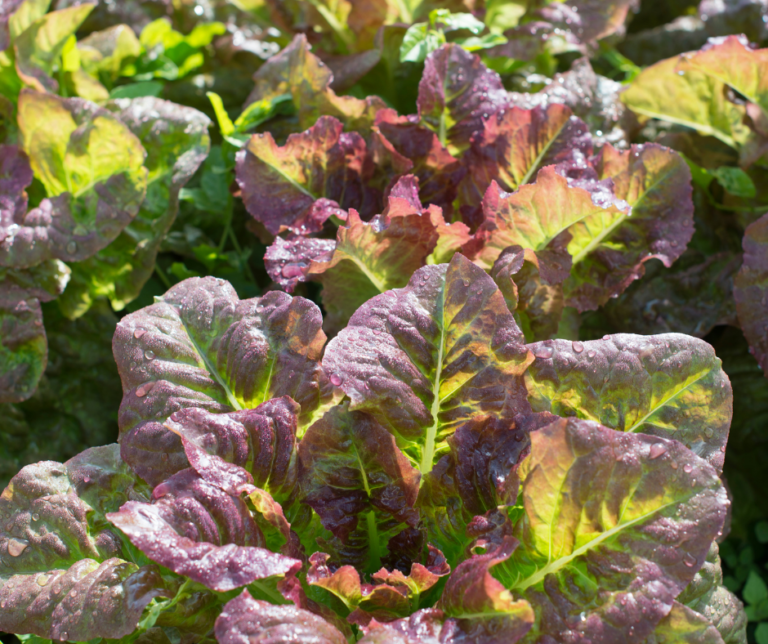 homegrown lettuce