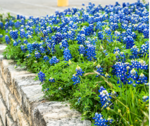 Stone raised bed bursting with blue flowers.
