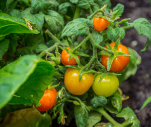 A cluster of cherry tomatoes ripening on the plant.