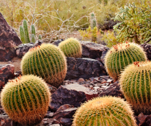Barrel cactus at the Desert Botanical Garden in Phoenix, Arizona.