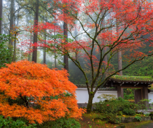 A stunning fall view at the Portland Japanese Garden in Portland, Oregon.