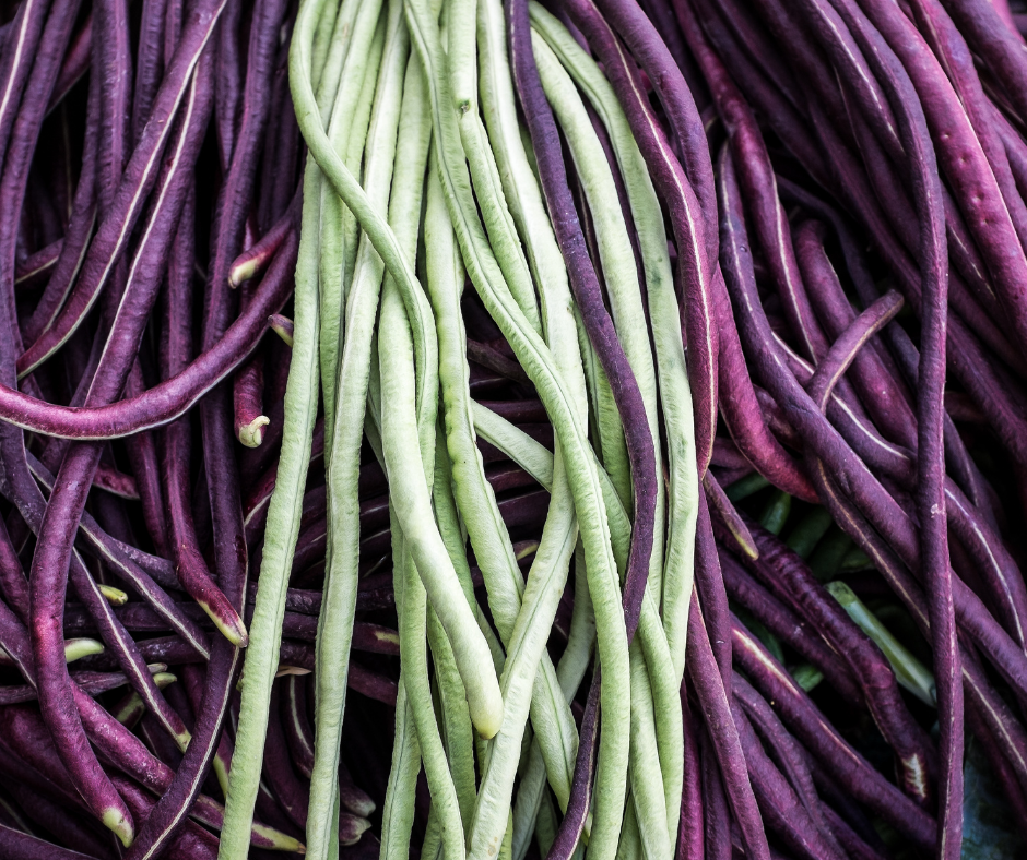 Harvested green and purple long beans ready for the kitchen.