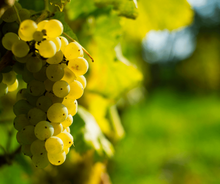 Concord Grapevines produce are a great option for home gardeners