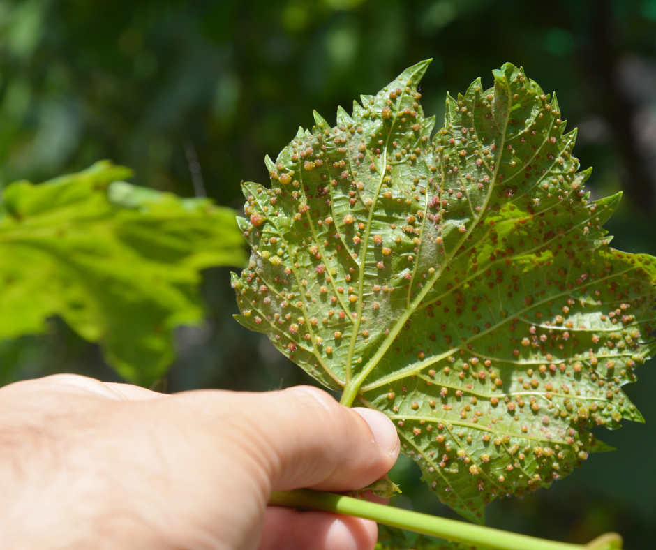 Infested grape leaf. Pest can be a challenge when growing backyard grapevines.