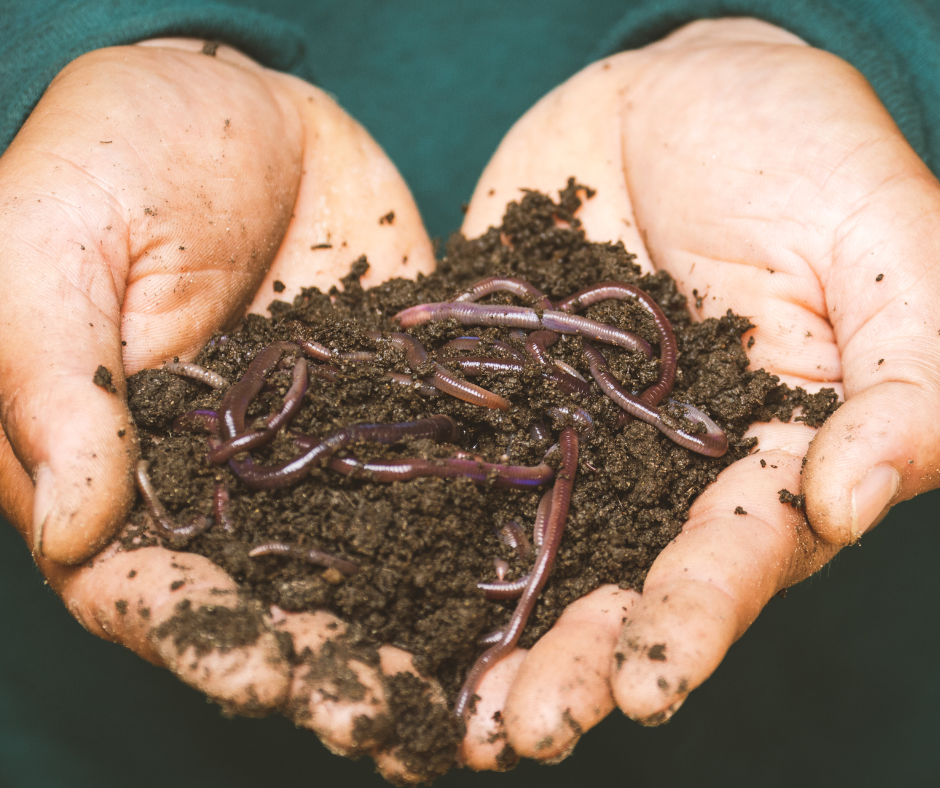 Earthworm castings can seem to work miracles for your garden.