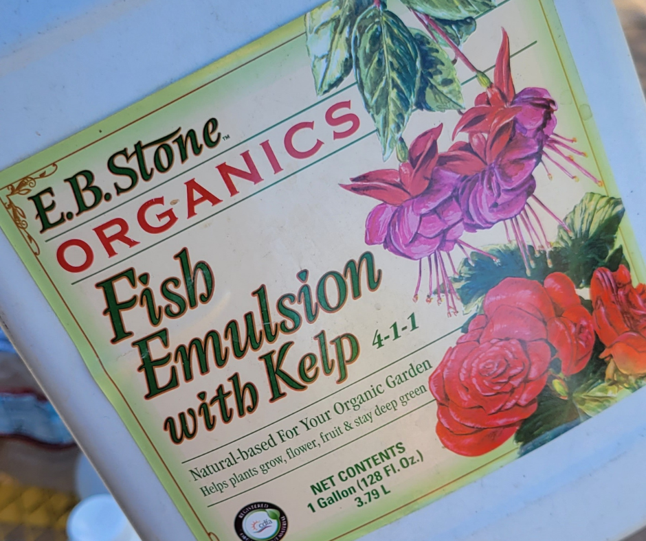 Fish emulsion maybe stinky but its a great quick acting and gentle source nitrogen and other micronutrients your plants will love.