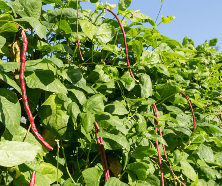 Red long beans growing up a trellis