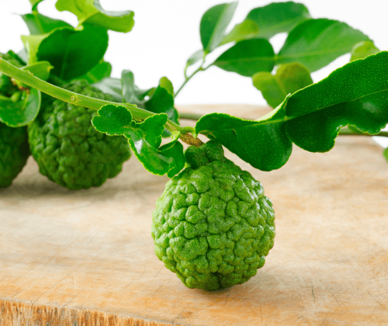 Kaffir lime is one of many lime tree varieties available to the home gardener