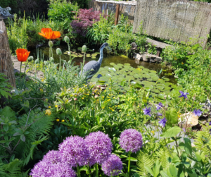 A beautiful well maintained backyard garden pond!