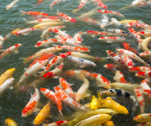 Crowded pond fish can become stressed and diseased.