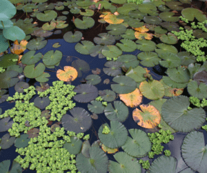 Too many pond plants can block sunlight and cause stagnant pockets of water.