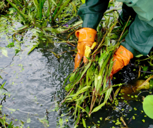Preventive maintenance is the best way to avoid common backyard pond problems.