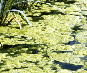 Without a good filtration system pond nutrients can build up fast causing algae blooms.