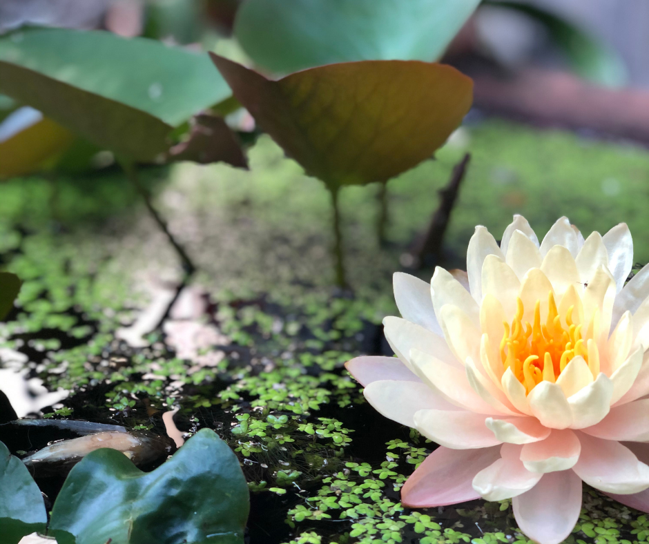 backyard ponds bring joy and beauty to every garden