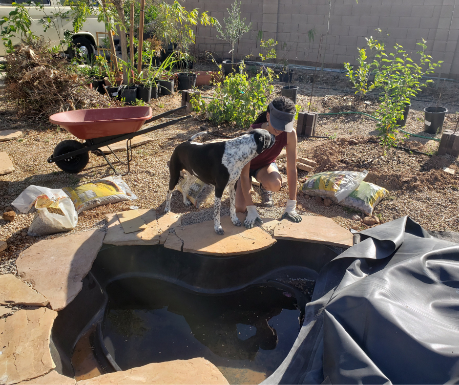Placing flagstone around the edge of a preformed pond liner with the help of a furry friend!