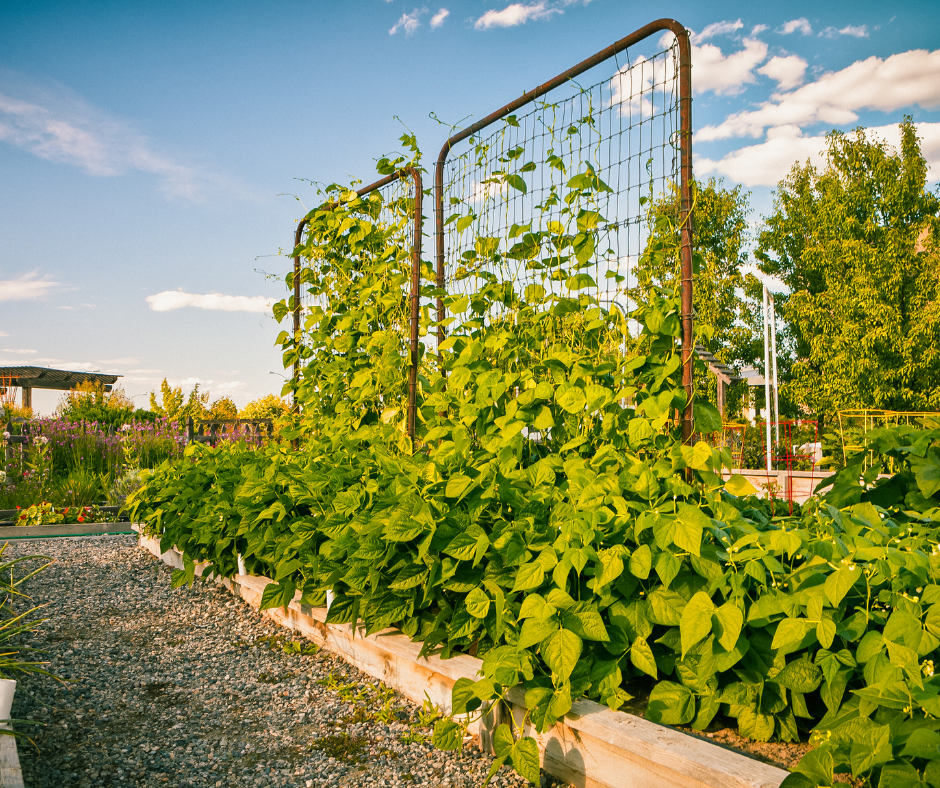 Neat repurposed metal and netting trellis used to support vigorous long bean vines.