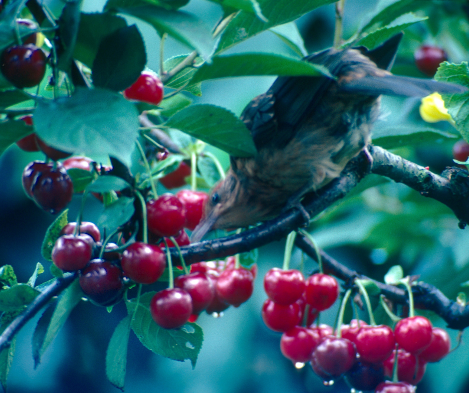 A bird checking out cherries ripening on the tree.