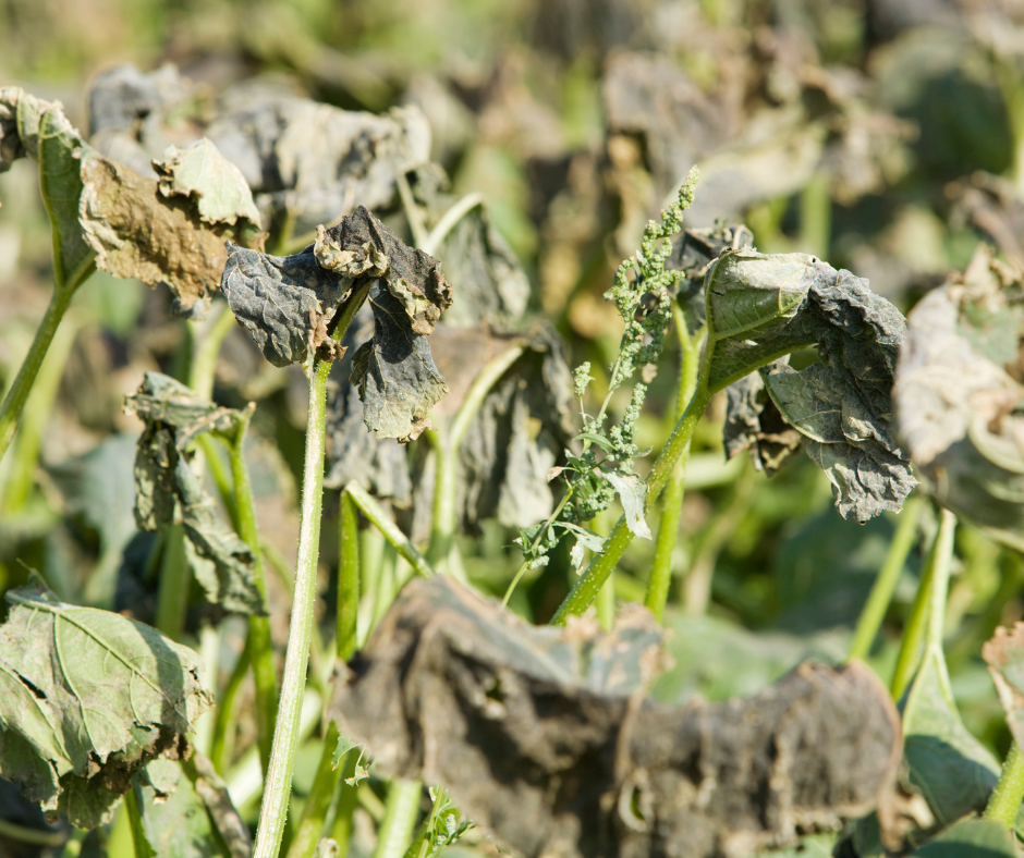 Wilted damaged squash leaves. One of the most frustrating things about gardening is dealing with pests. There are a few squash pests and diseases to keep an eye out for.