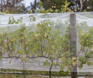 Row covers help keep garden pests off of your plants.