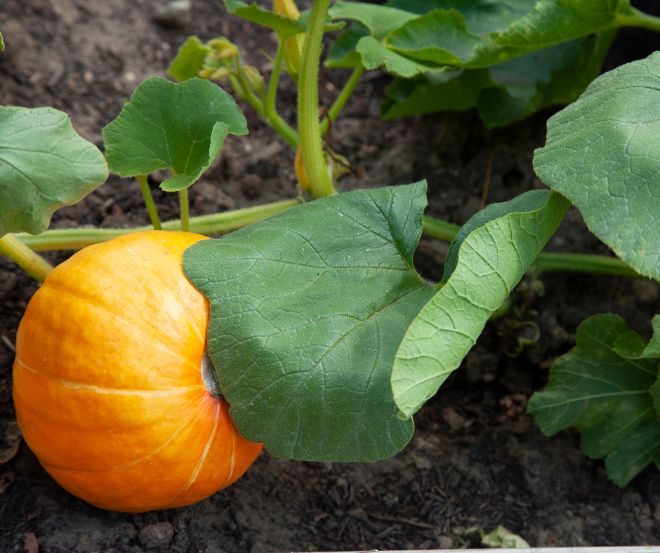 Growing squash requires full sun to grow big fruit like this pumpkin. 