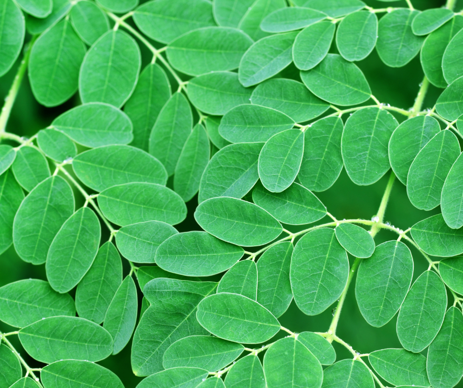 Beautiful and nutritious moringa trees are easy to grow from seed.