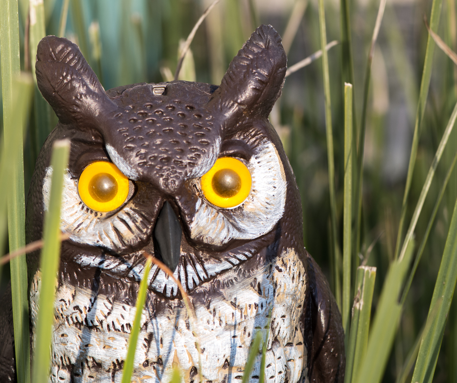 A plastic owl protecting your fruit by keeping watch in the garden.