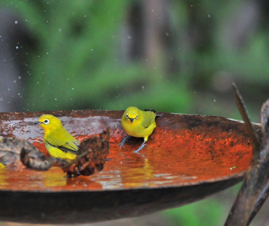 Birds enjoying a bath in the garden. Adding a source of water can protect your fruit.