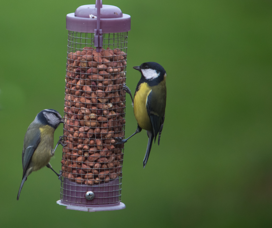 Birds eating peanuts at a bird feeder.