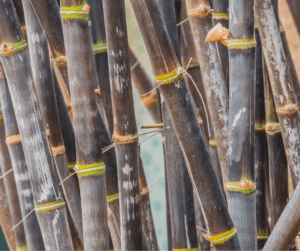 Black bamboo canes