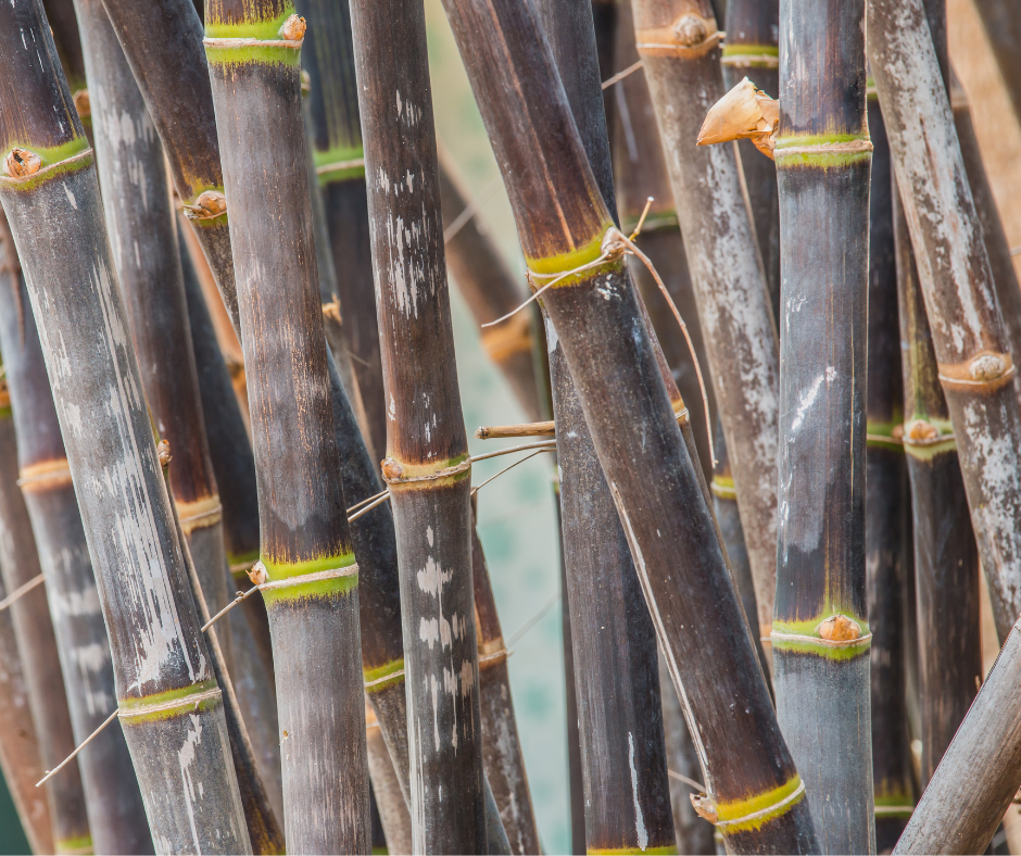Close-up of young black bamboo canes. Plant bamboo for privacy.